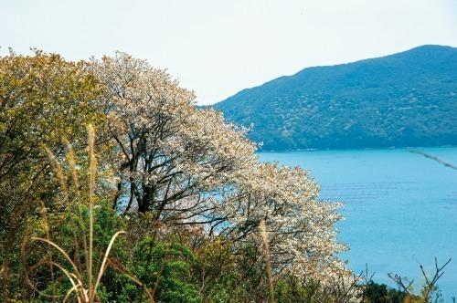 答志島スカイラインの桜