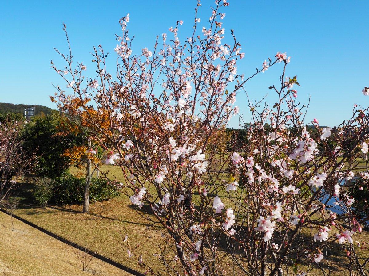 紅葉と桜