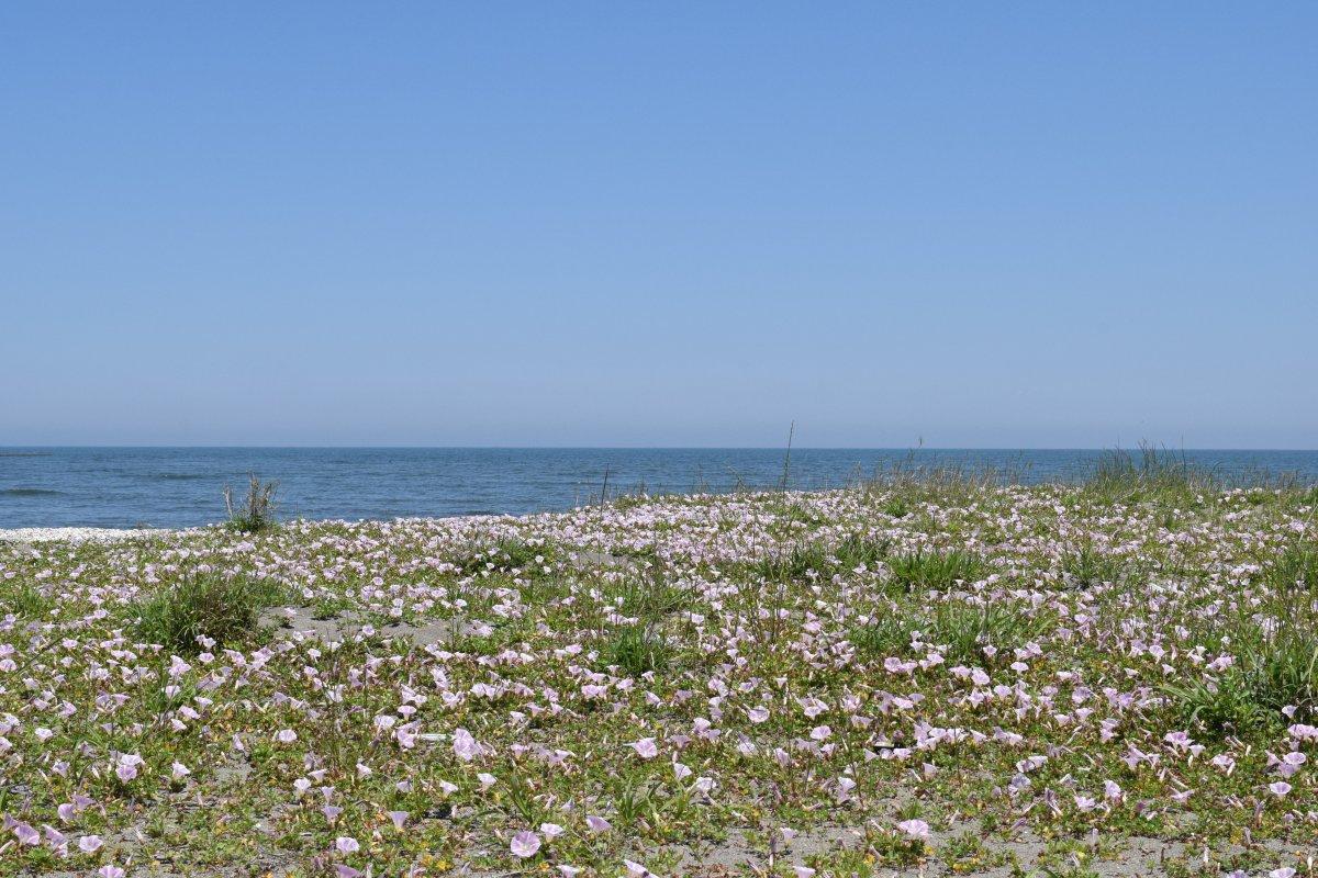 大湊海岸（鷲が浜）-1