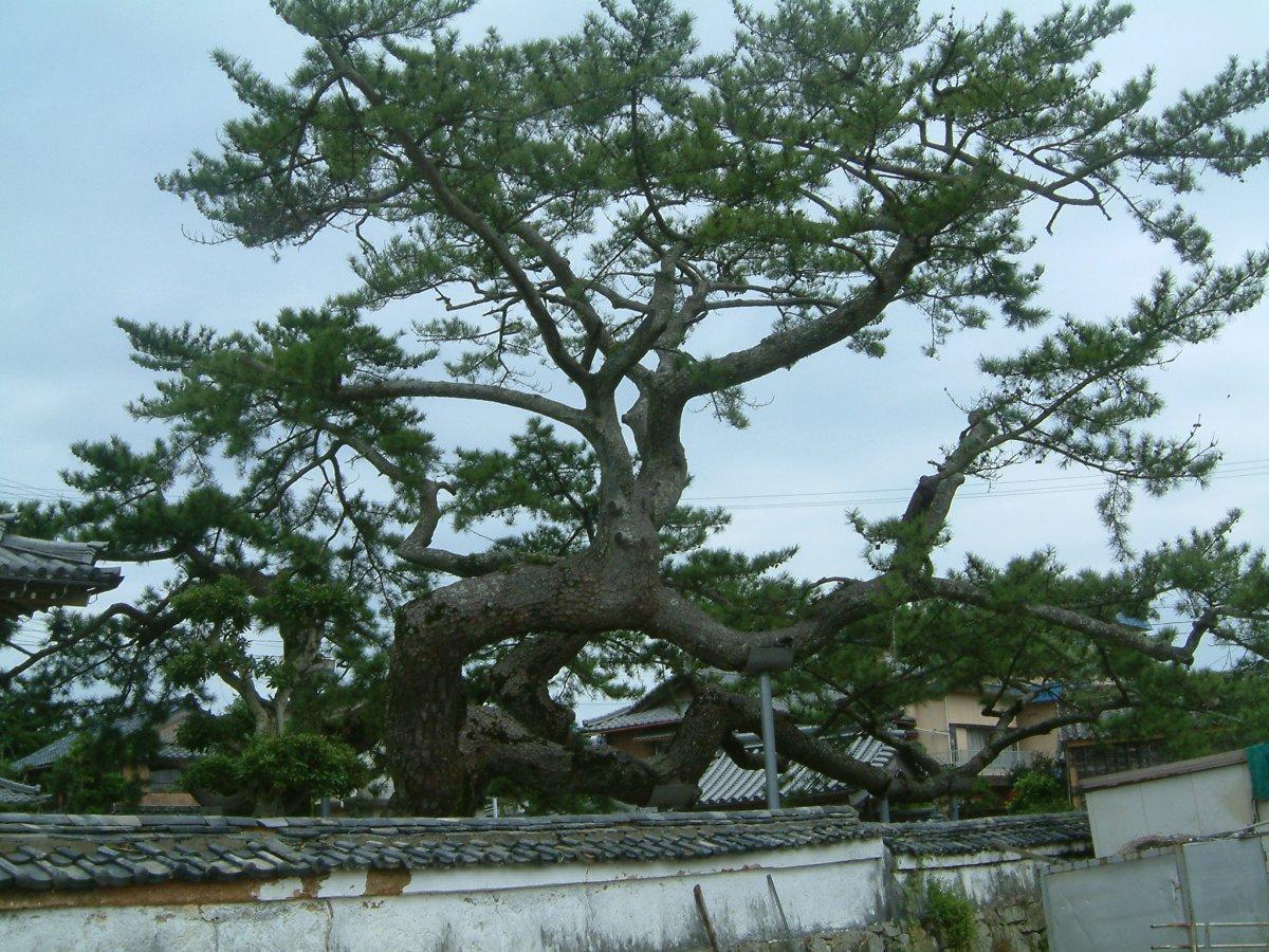 Temple Saimyō-ji-3