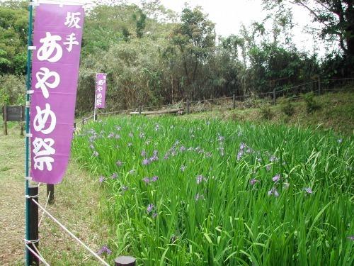 咲きほこるカキツバタ