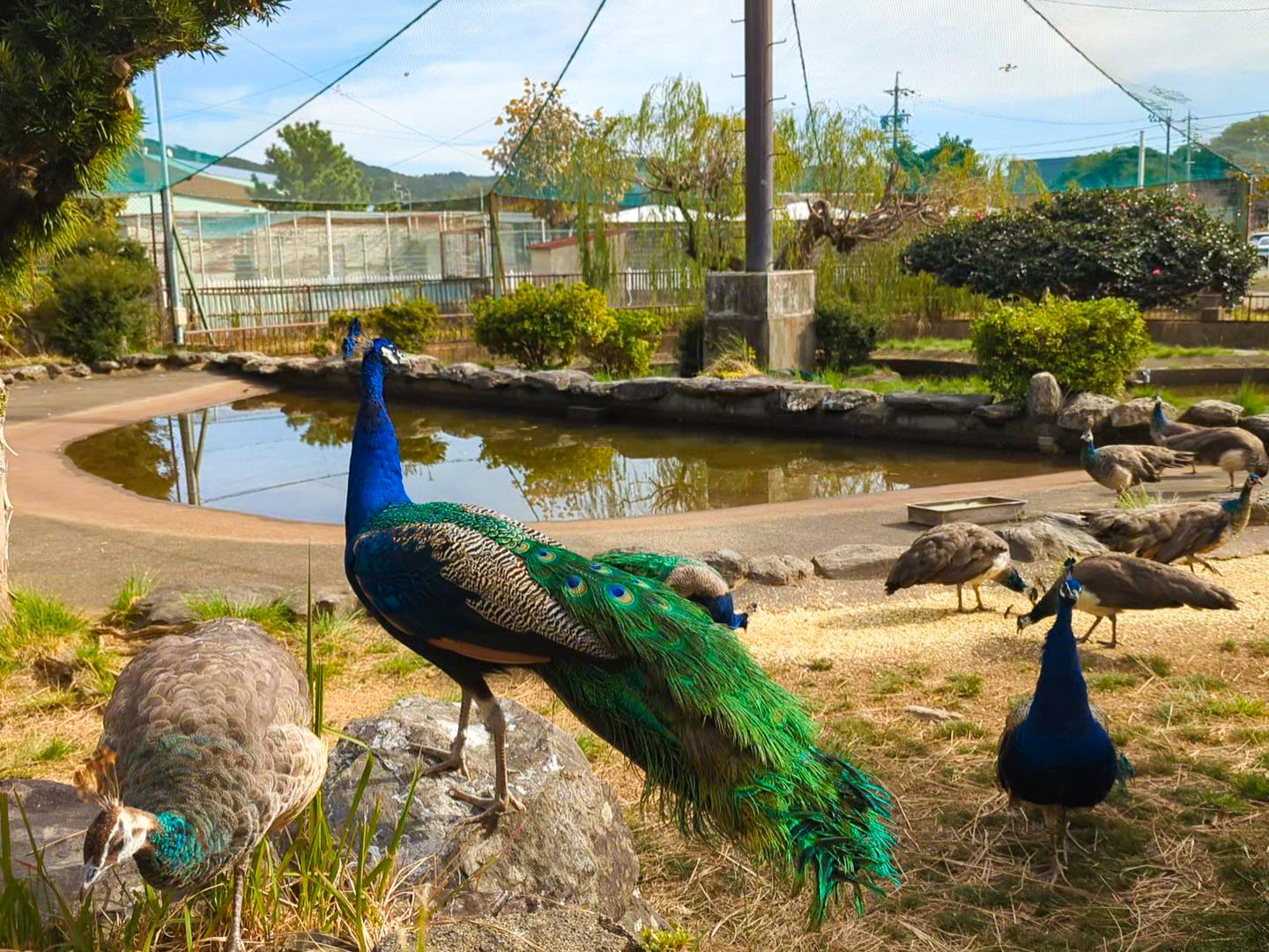 鳥羽市民の森公園（ガリバー公園）-7