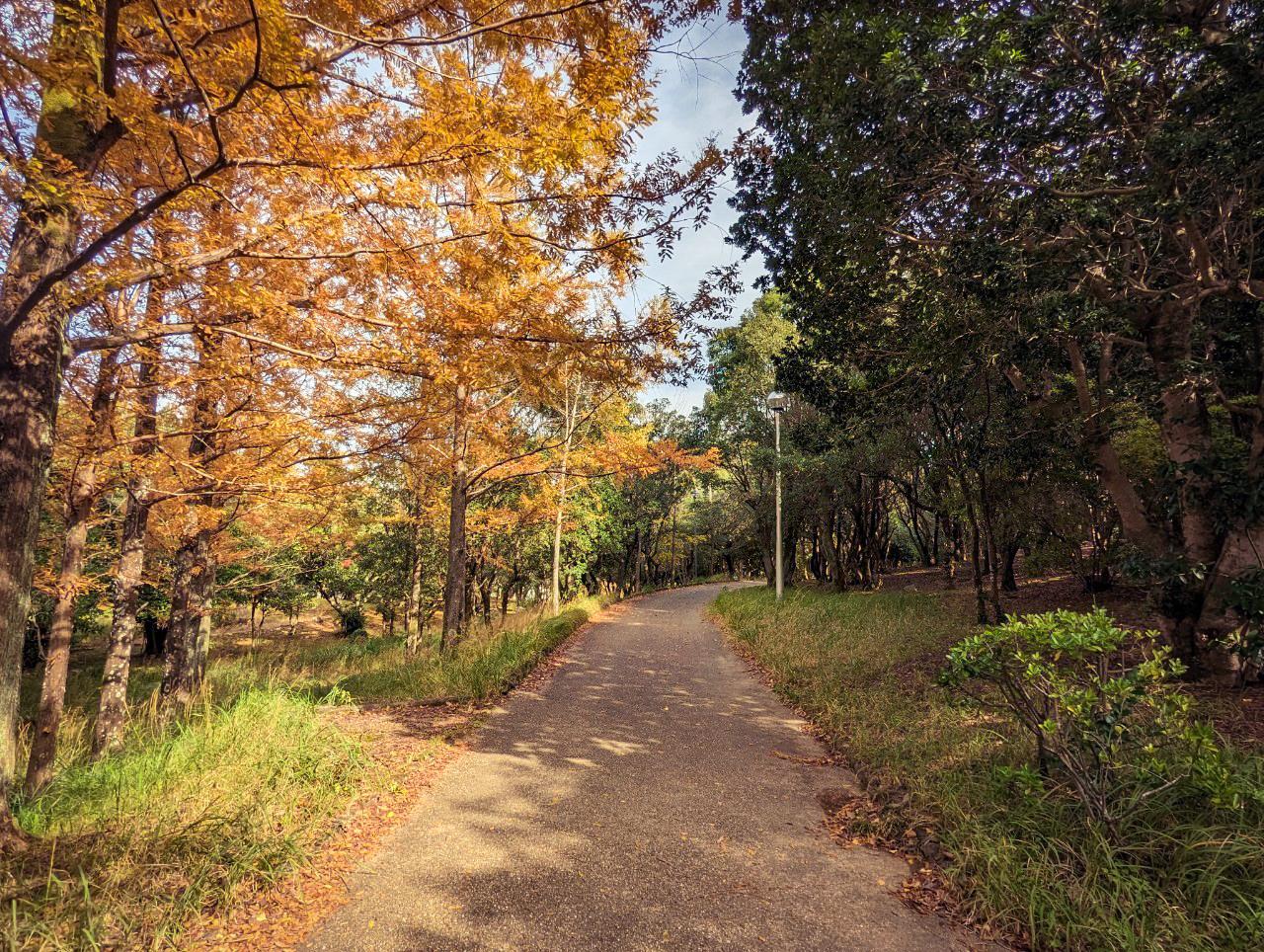 鳥羽市民の森公園（ガリバー公園）-3