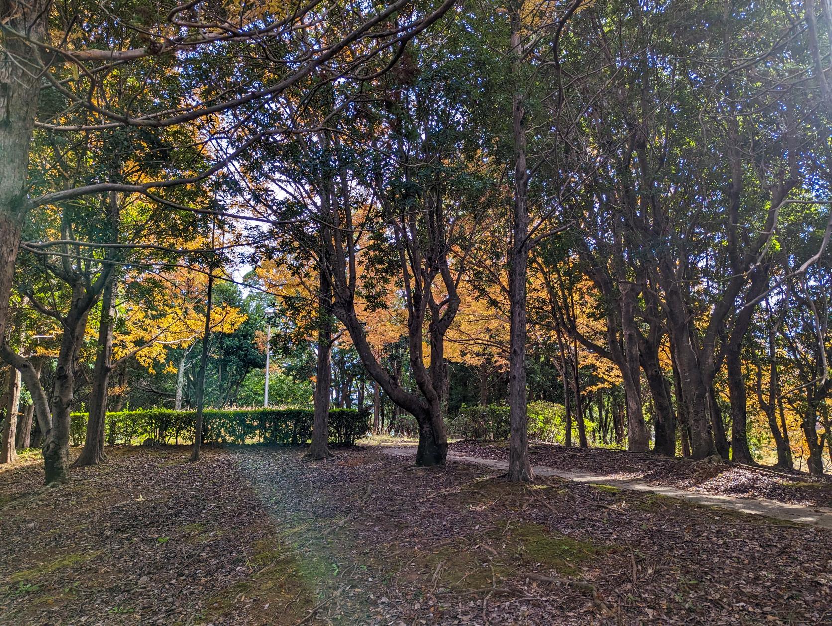 市民的森林公園-5