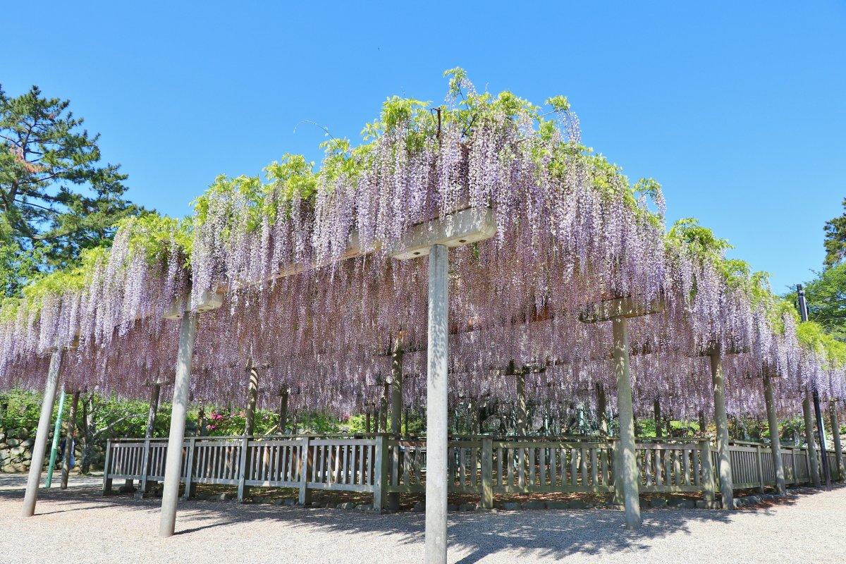 Les vestiges du château de Matsusaka-3