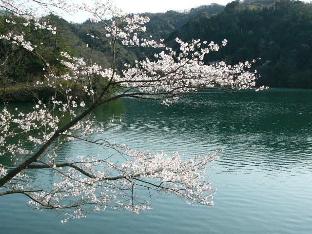 さくらの時期は一層美しい