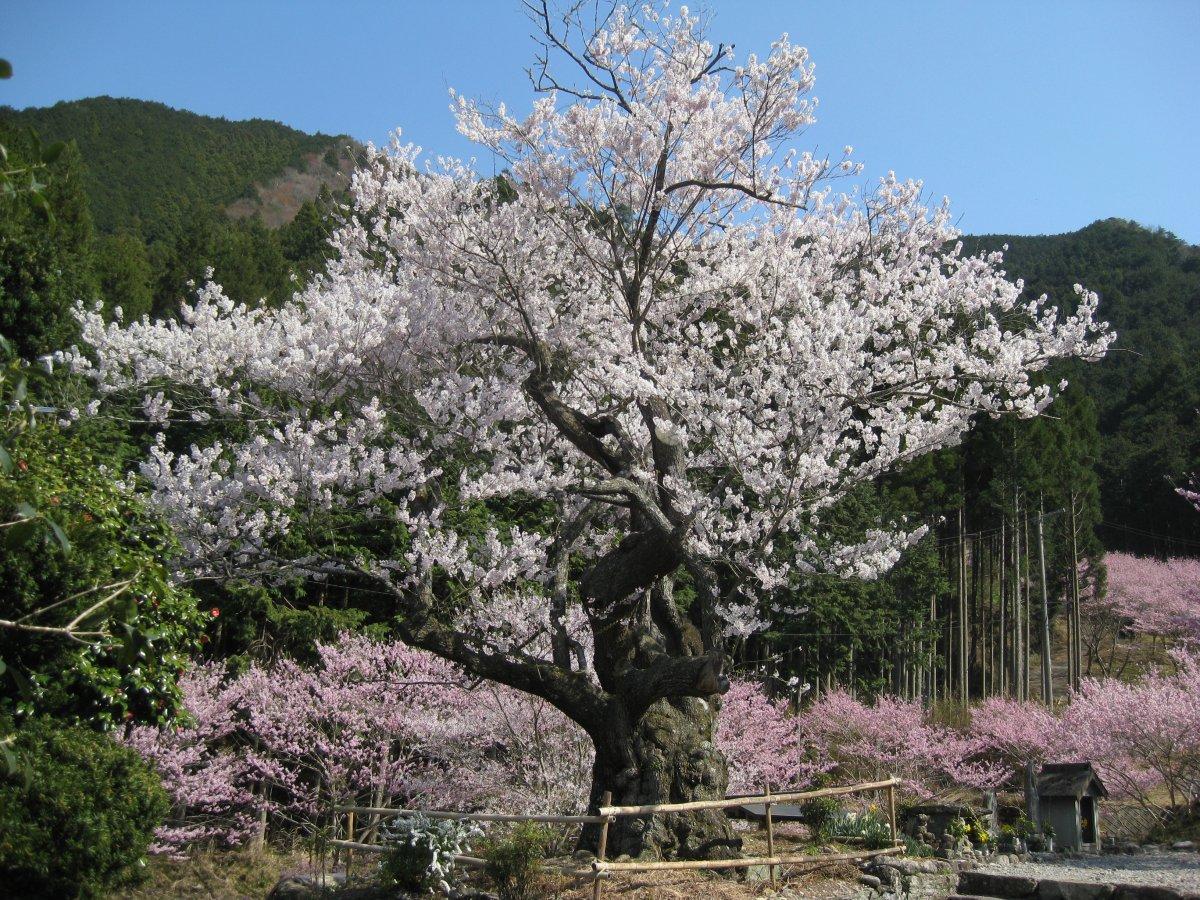 樹齢約400年の存在感あるエドヒガン桜