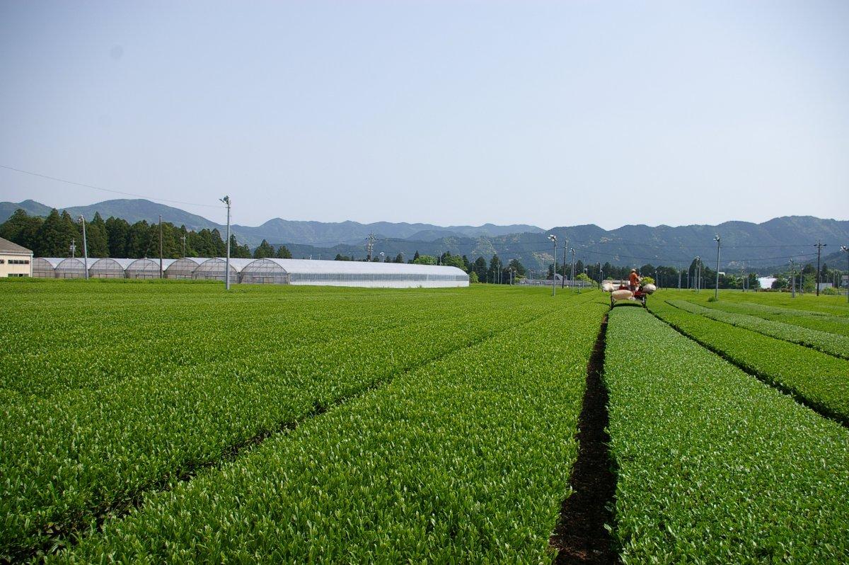 清流宮川培育而成的伊勢茶-2