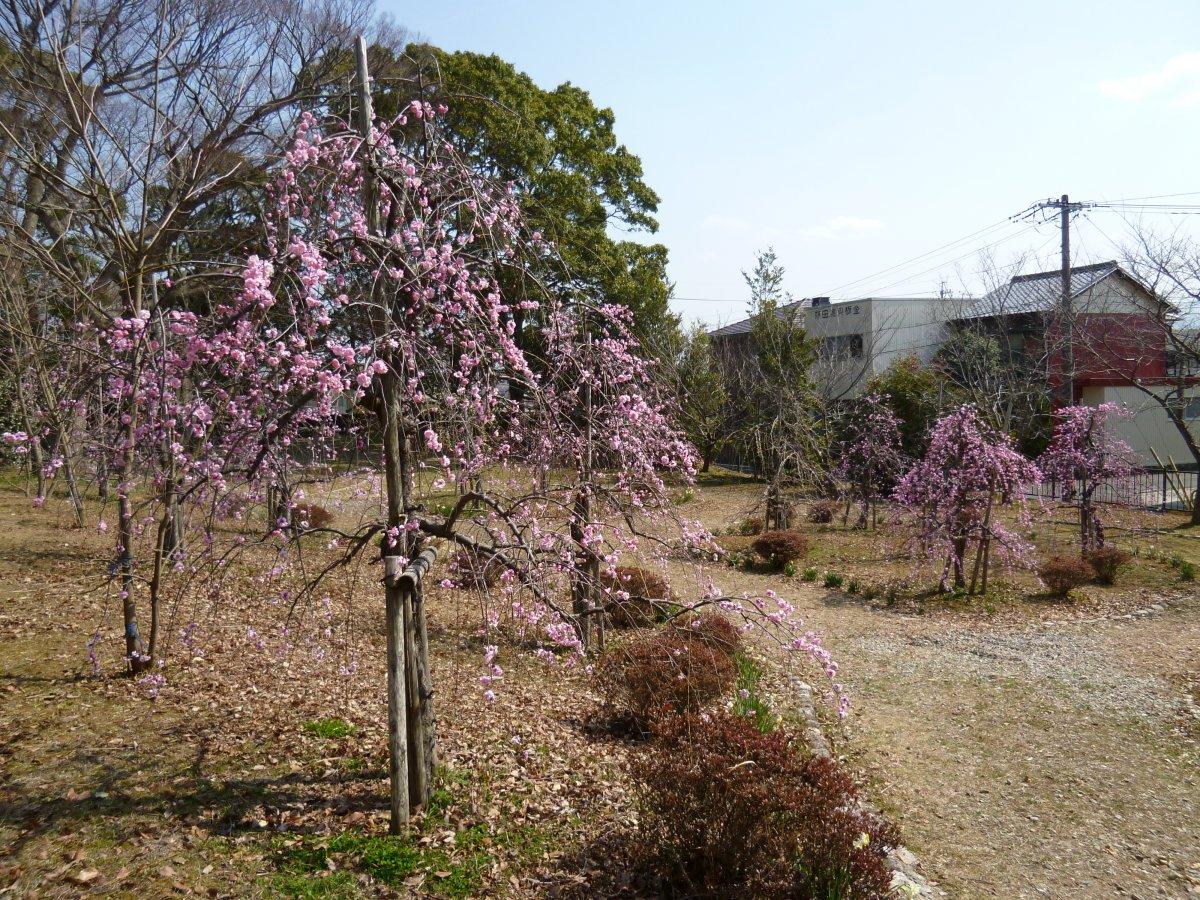 離宮院公園-0