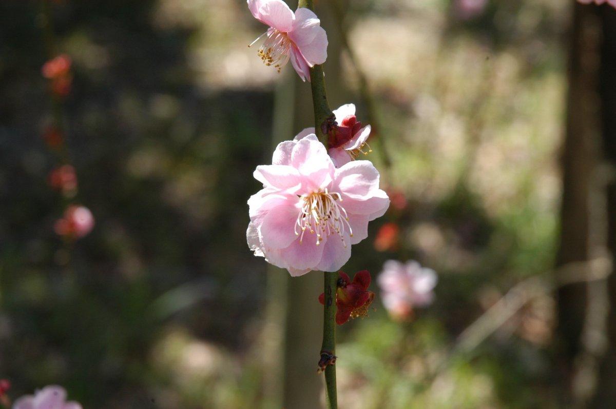 離宮院公園-3