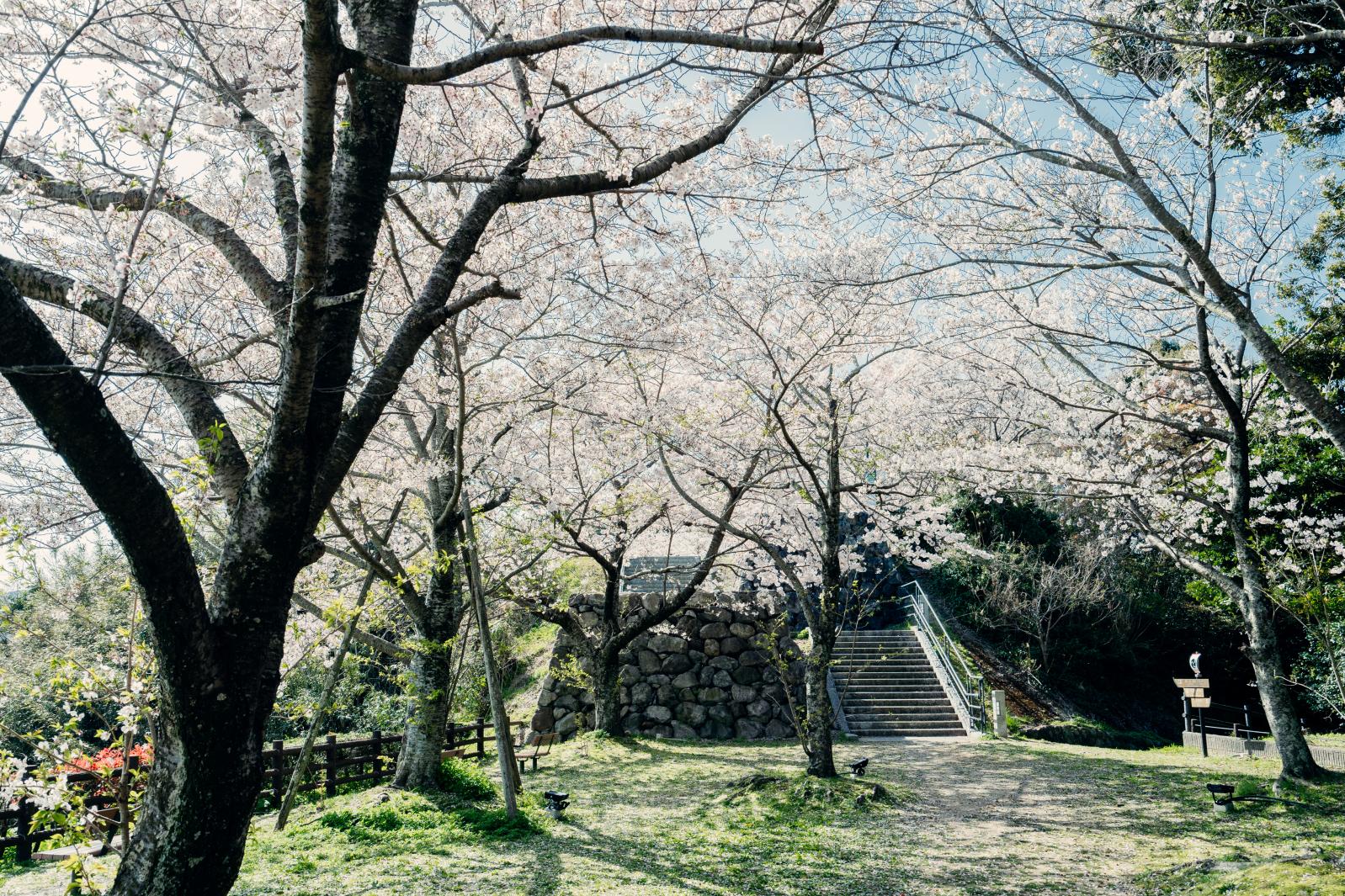 城山（櫻花）-6