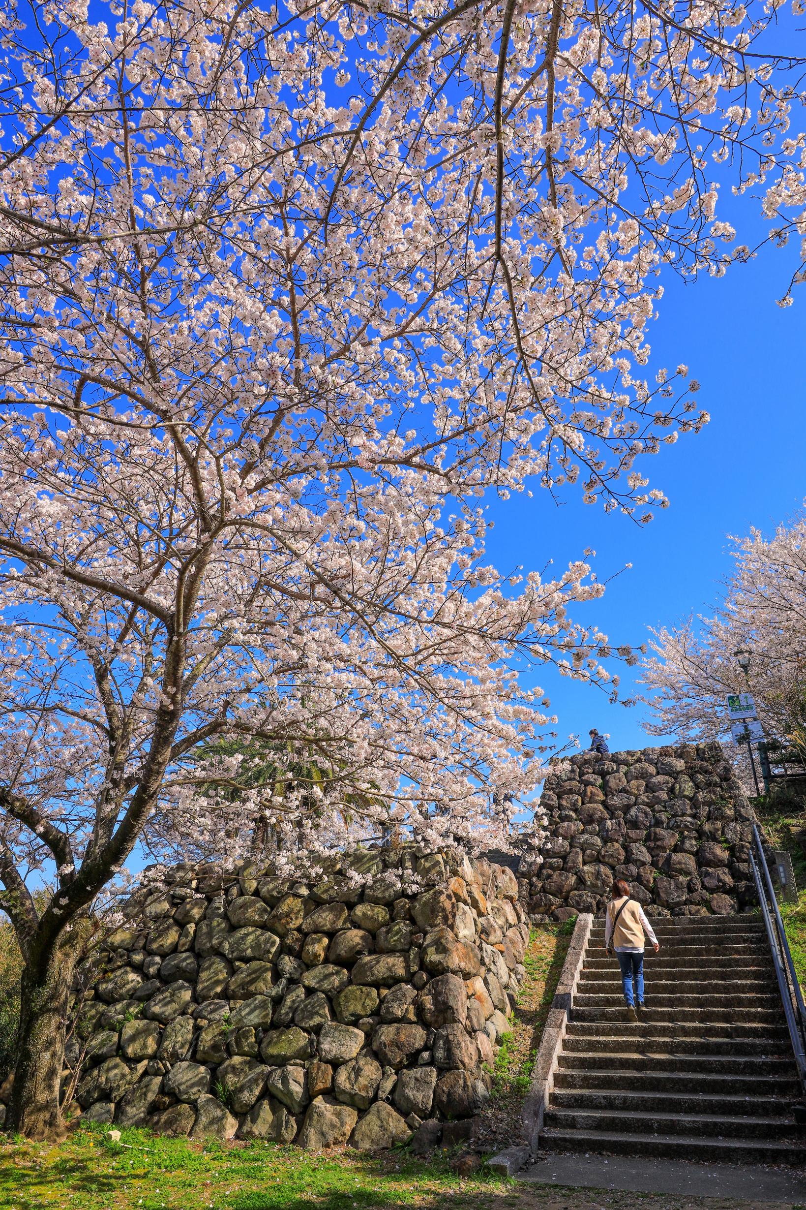 城山（櫻花）-2