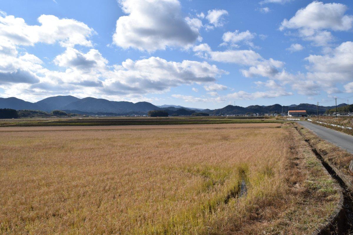 玉城町蚊野地区(田園風景)-3