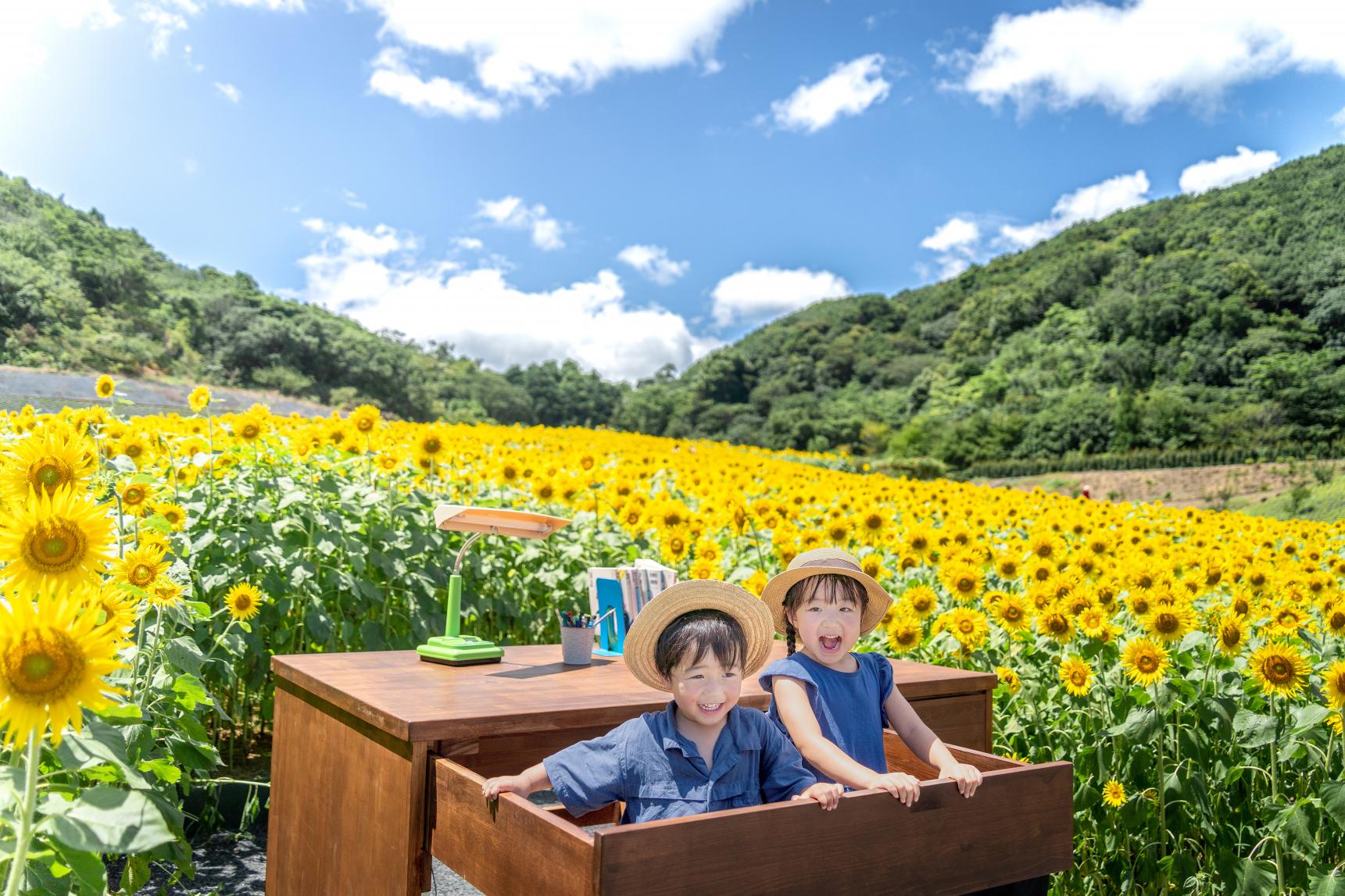 志摩市観光農園 （ネモフィラ・ひまわり・コキア・コスモス）-3