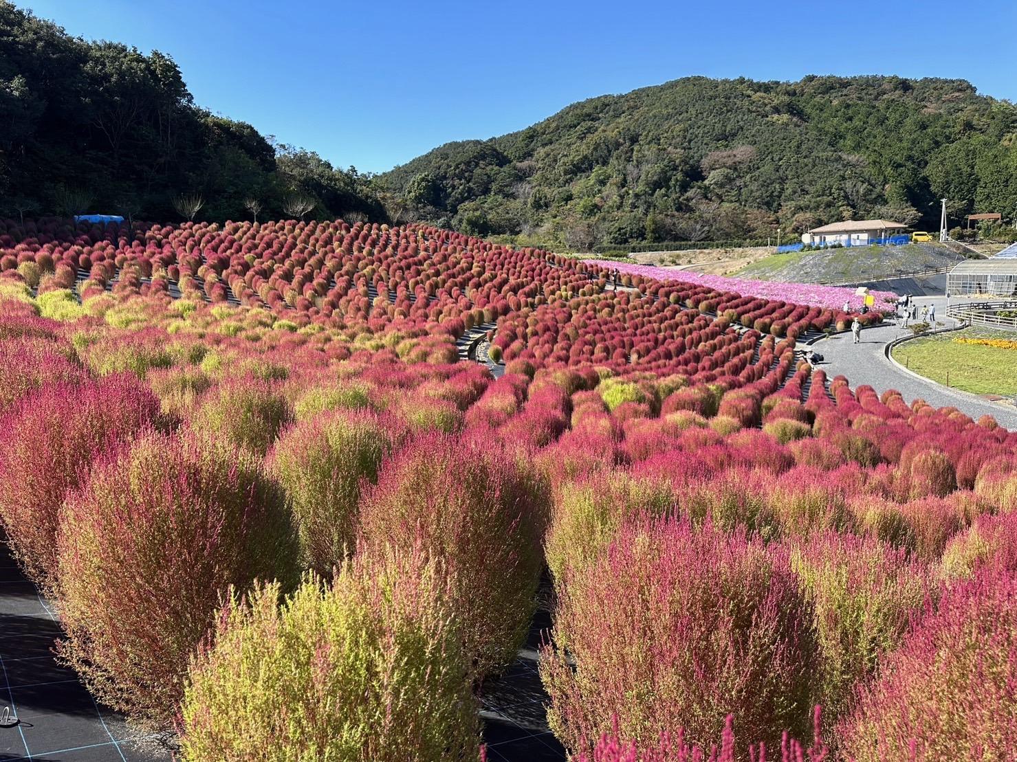 志摩市観光農園 （ネモフィラ・ひまわり・コキア・コスモス）-1