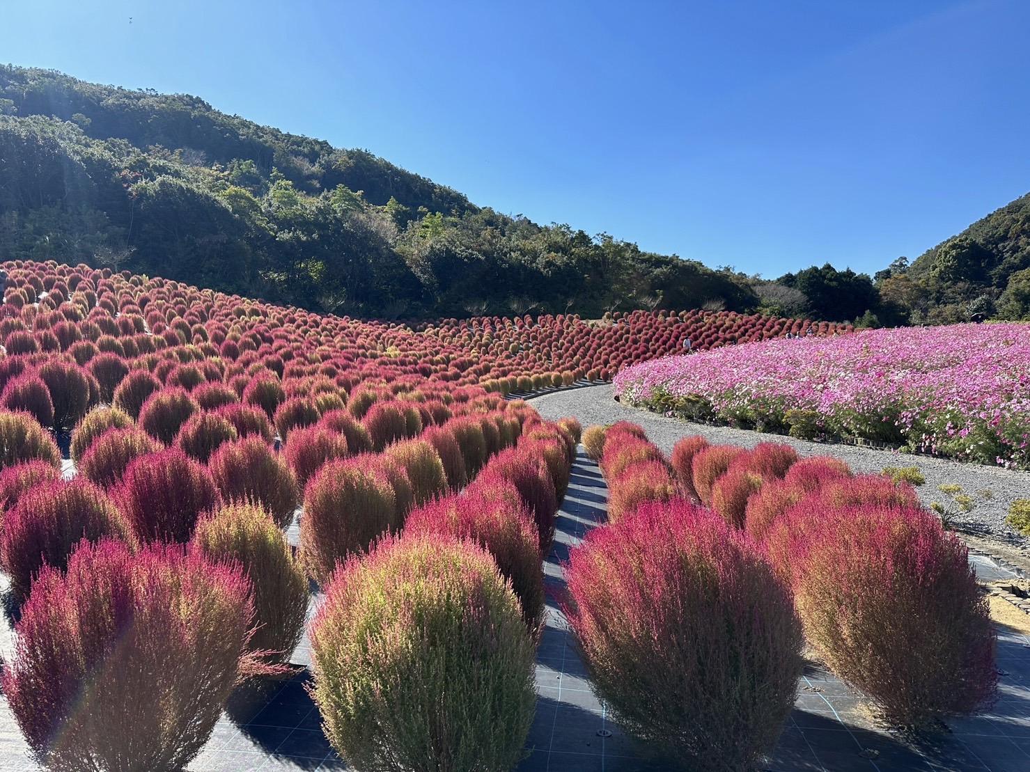 志摩市観光農園 （ネモフィラ・ひまわり・コキア・コスモス）-16