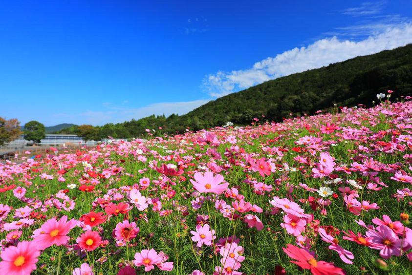 志摩市観光農園 （ネモフィラ・ひまわり・コキア・コスモス）-9