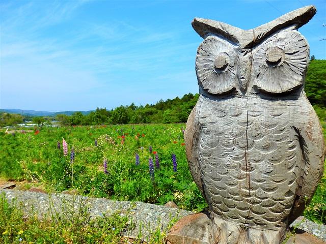 【休園しました】夏草花園（ルピナス畑）-6