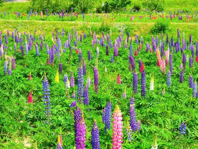 【休園しました】夏草花園（ルピナス畑）-4