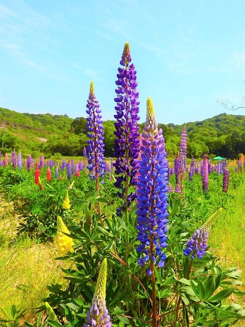 【休園しました】夏草花園（ルピナス畑）-5