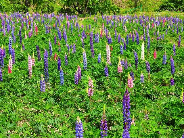 【休園しました】夏草花園（ルピナス畑）-3