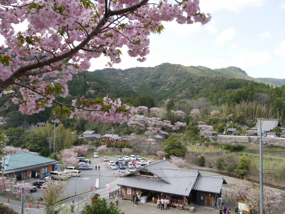 横輪桜まつり-0