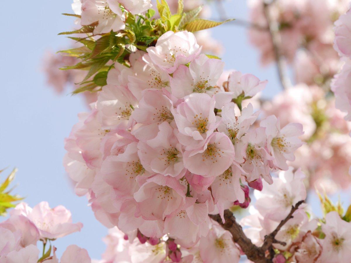 横輪桜まつり-1