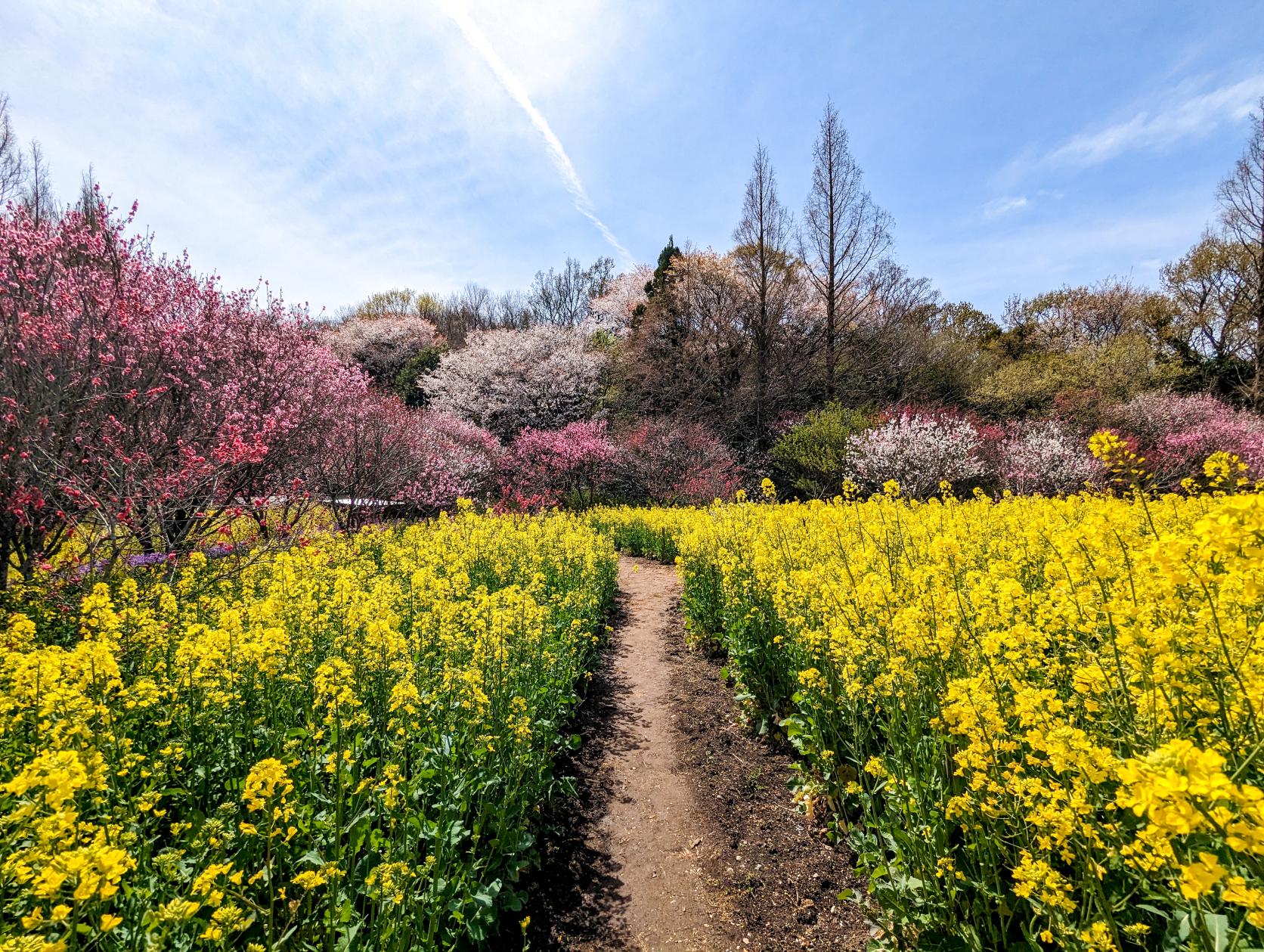 花の広場-6