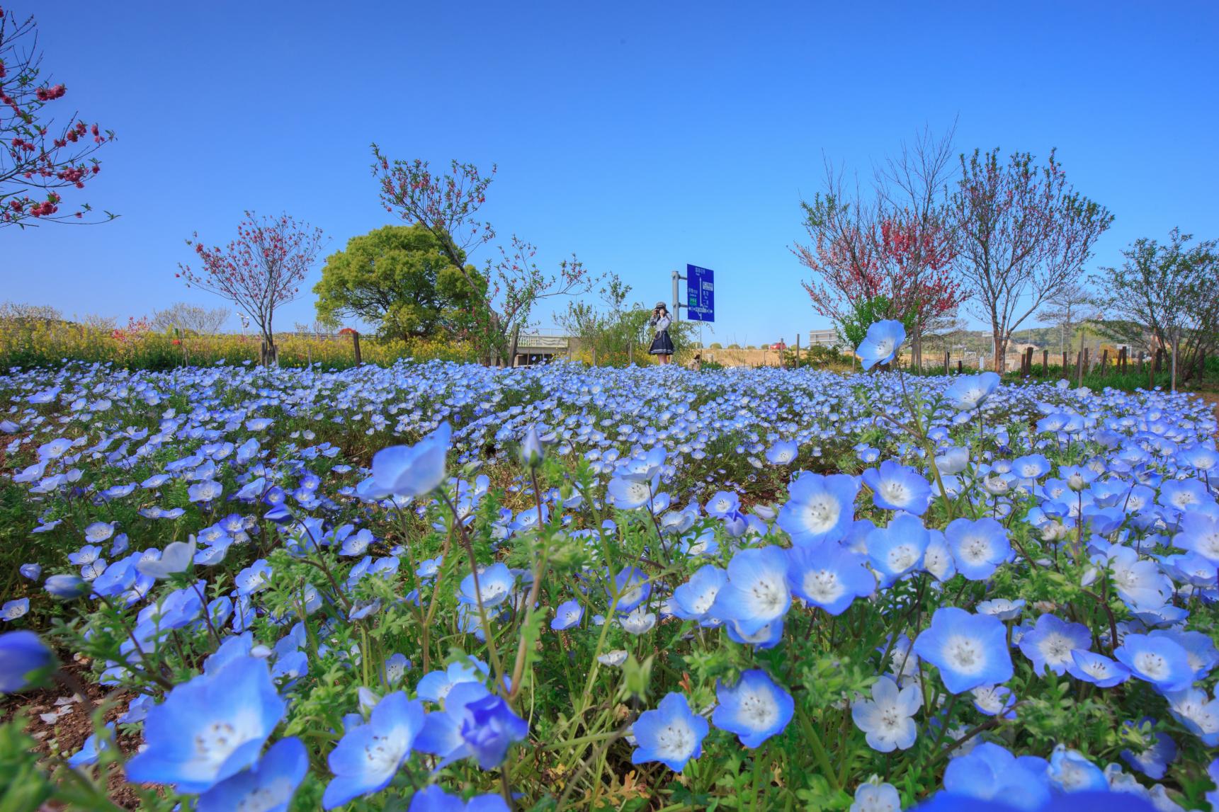 花の広場-3