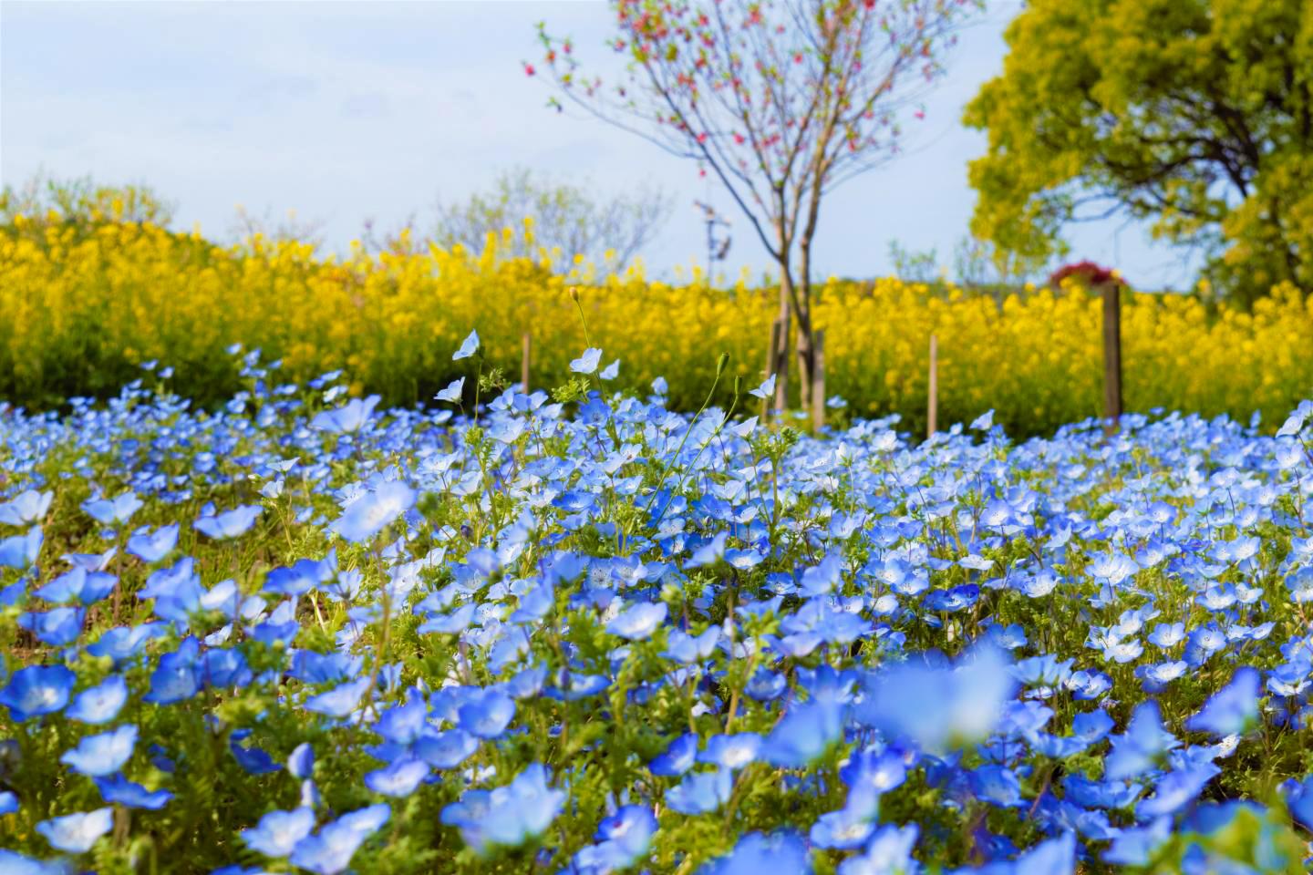 花の広場-5