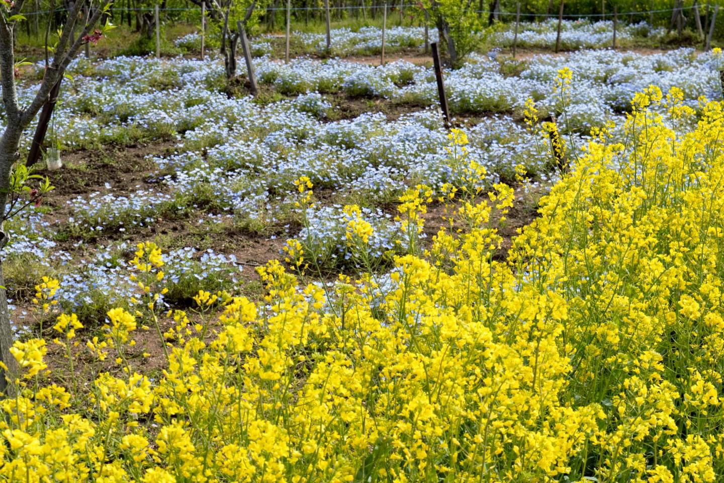 花の広場-4