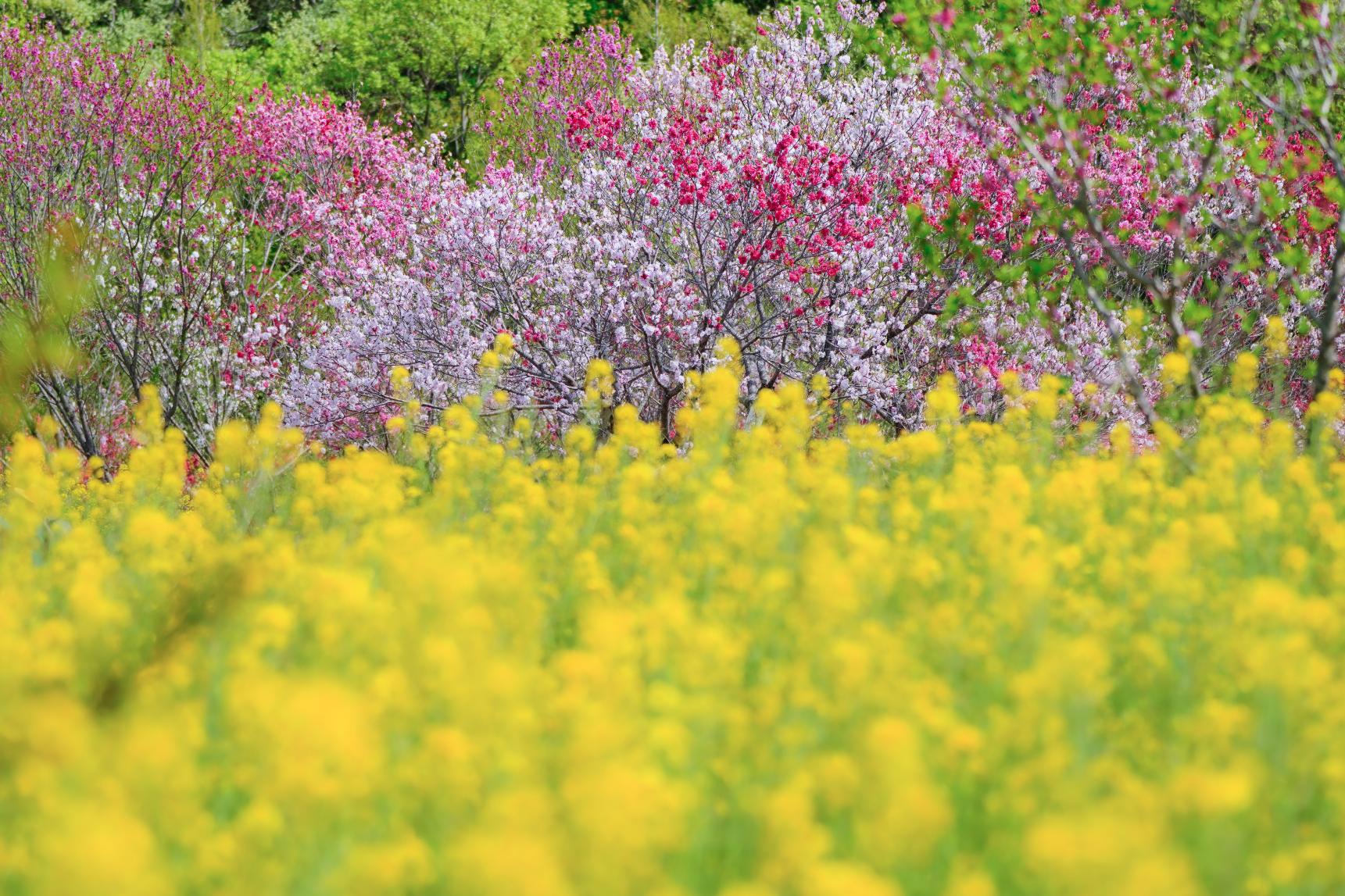 花の広場-1