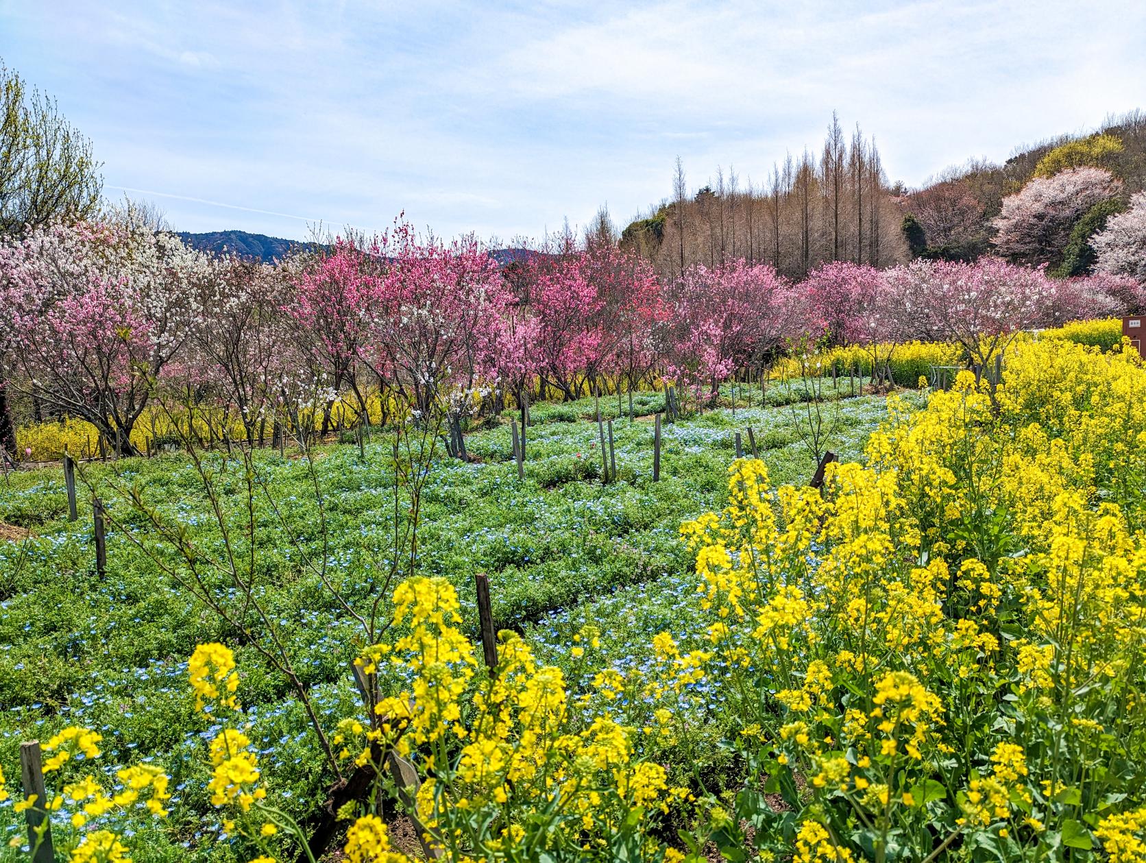 花の広場-7