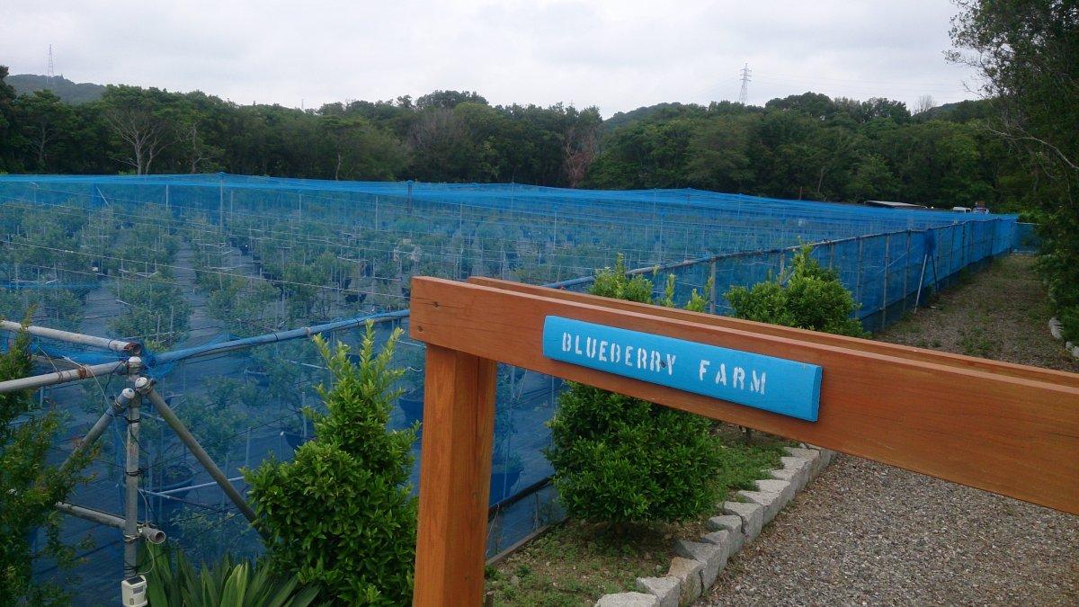 BLUEBERRY FARM