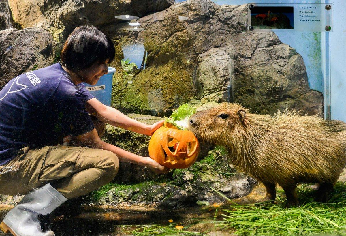 トバスイと謎のおばけダイバー【鳥羽水族館】-1