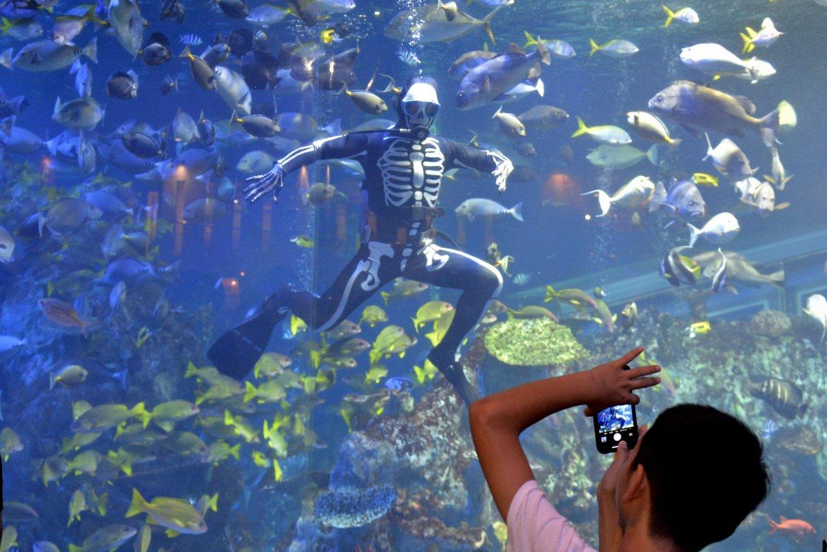 トバスイと謎のおばけダイバー【鳥羽水族館】-0