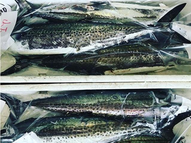 鳥羽自慢「一本釣りサワラ」！炙って焼いて、タタキ造り体験-4