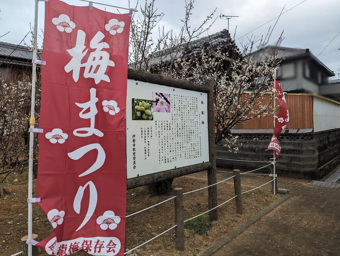 臥竜梅公園の臥竜梅-0