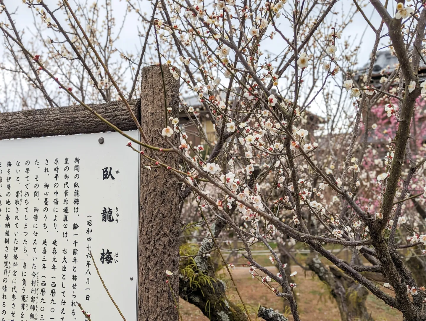 臥竜梅公園の臥竜梅-1