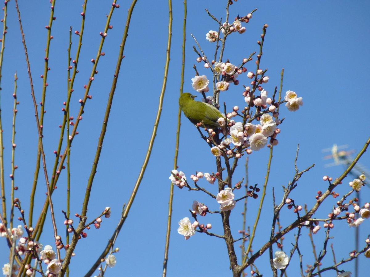 臥竜梅公園の臥竜梅-8