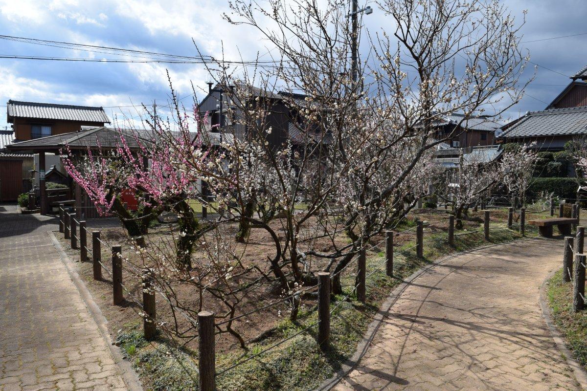 臥竜梅公園の臥竜梅-4