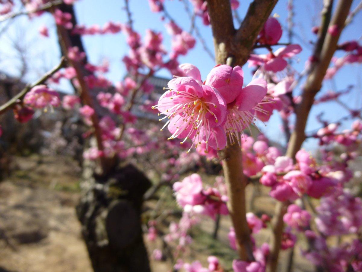 臥竜梅公園の臥竜梅-6