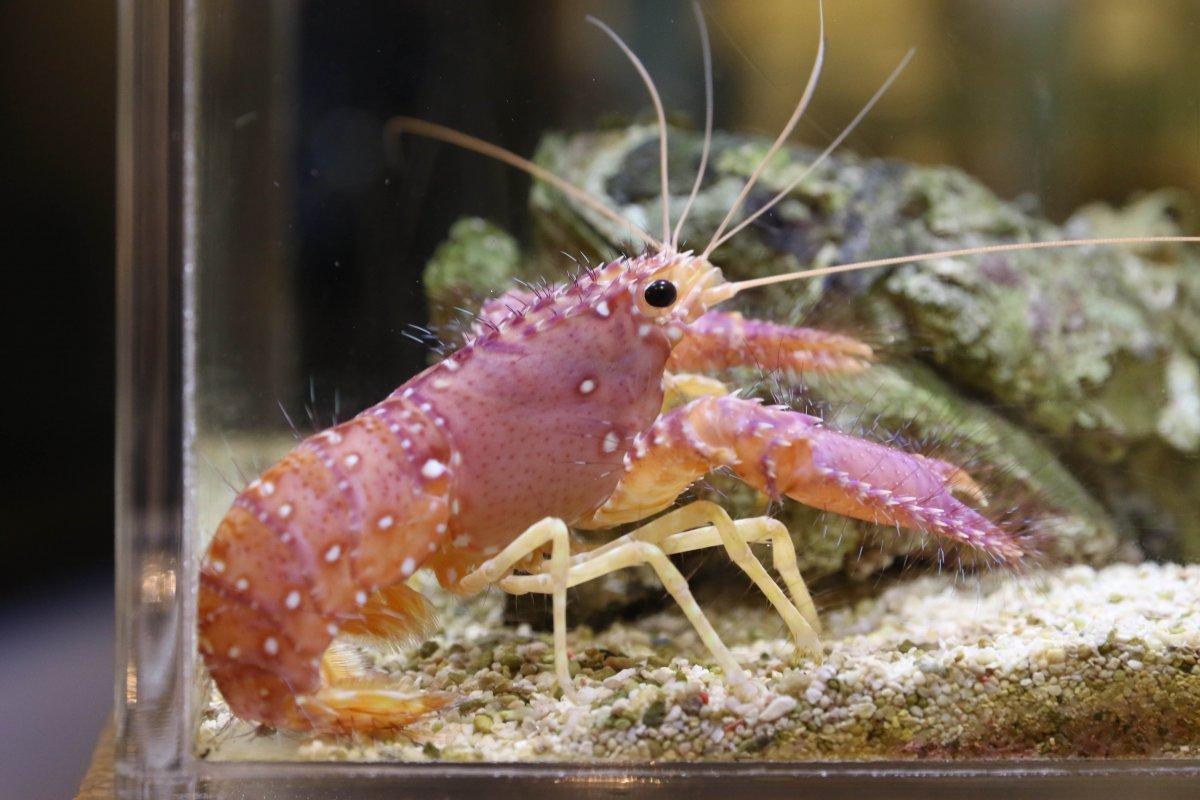 鳥羽水族館春イベント「春爛漫！！ピンクコーデな生きものたち」-1