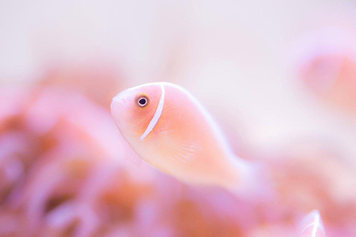 鳥羽水族館春イベント「春爛漫！！ピンクコーデな生きものたち」-0