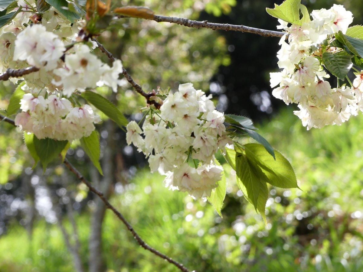 泉の御衣黄桜-3