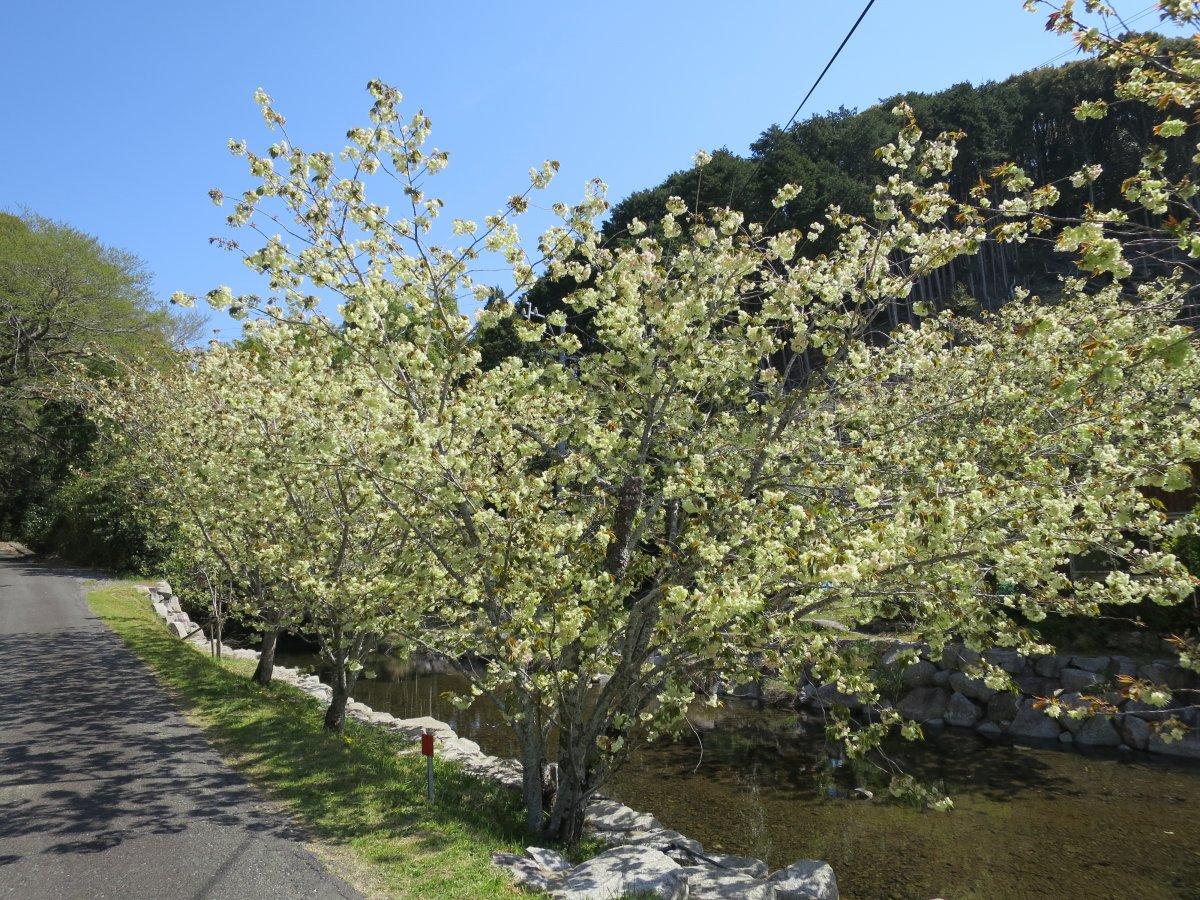 泉の御衣黄桜-3