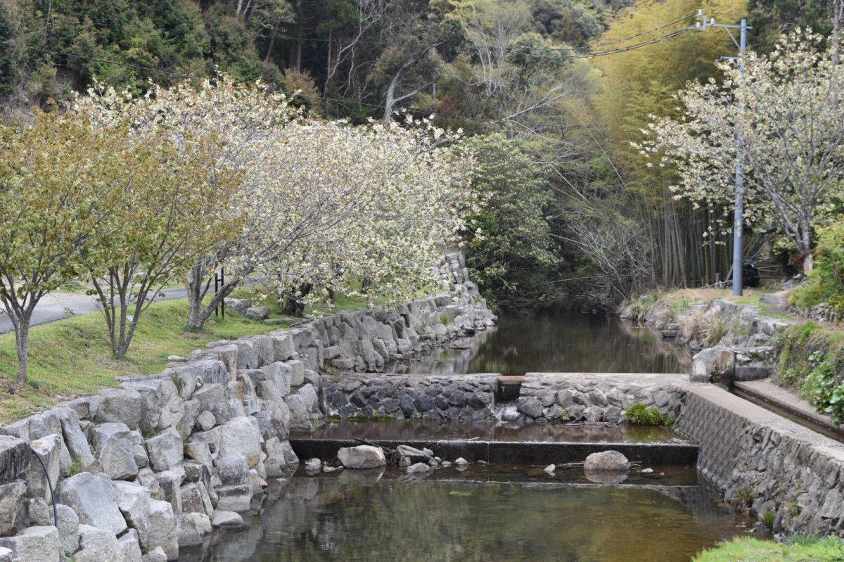 泉の御衣黄桜-2