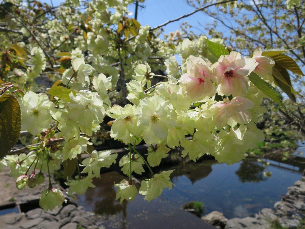 泉の御衣黄桜-4