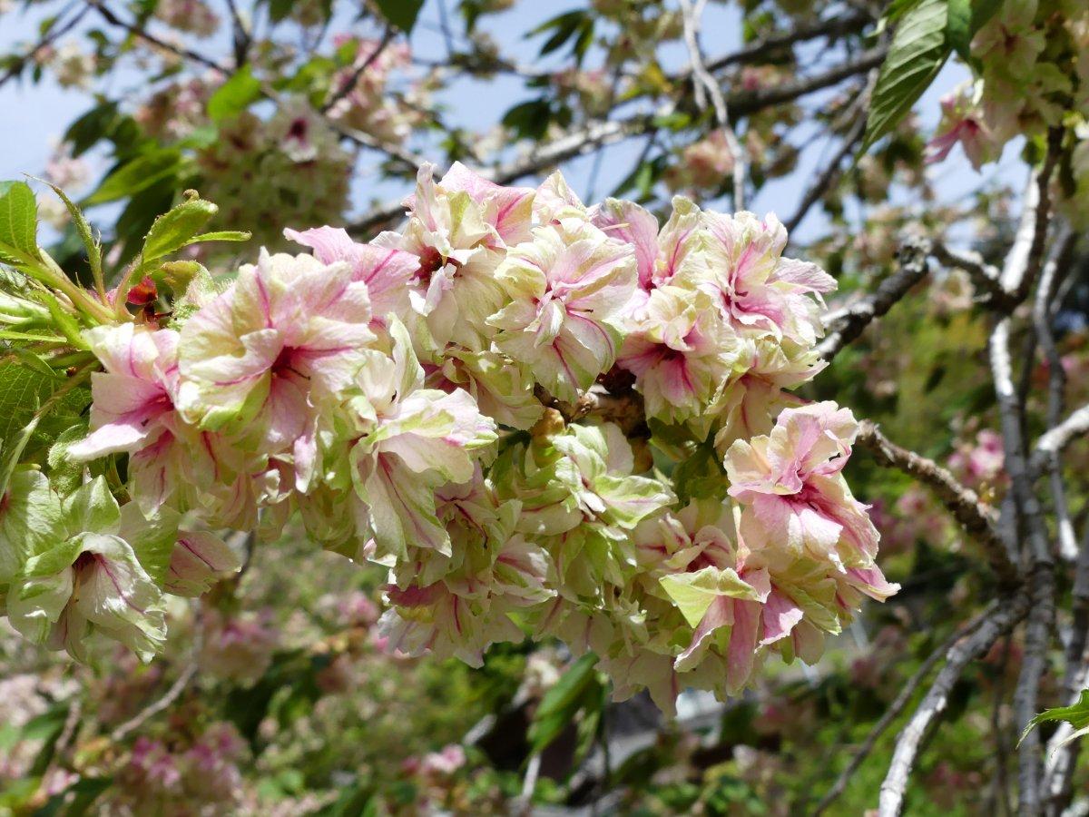 泉の御衣黄桜-1