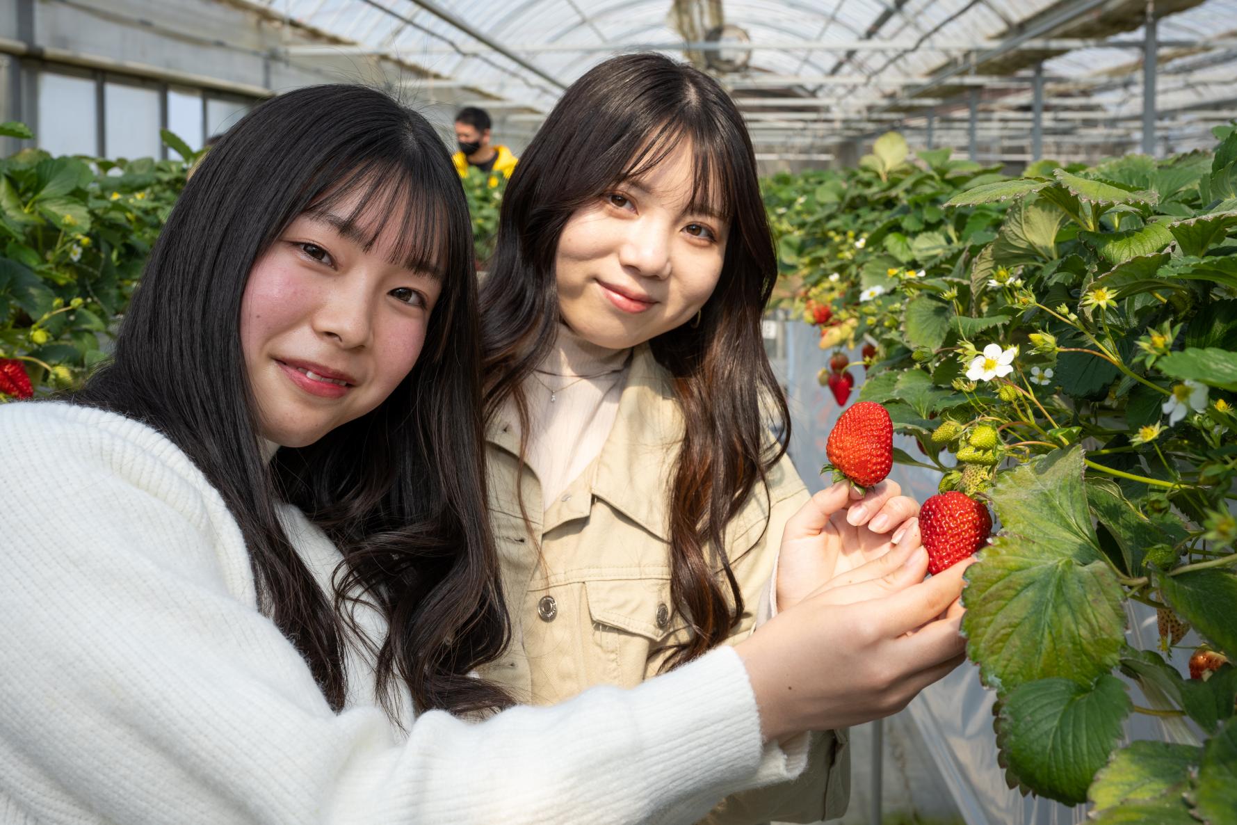 渥美半島のいちご狩り-4